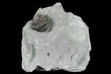 Enrolled Flexicalymene Trilobite In Shale - Mt Orab, Ohio #165365-1